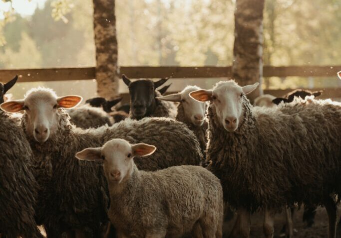 pexels-cottonbro-studio-4921204