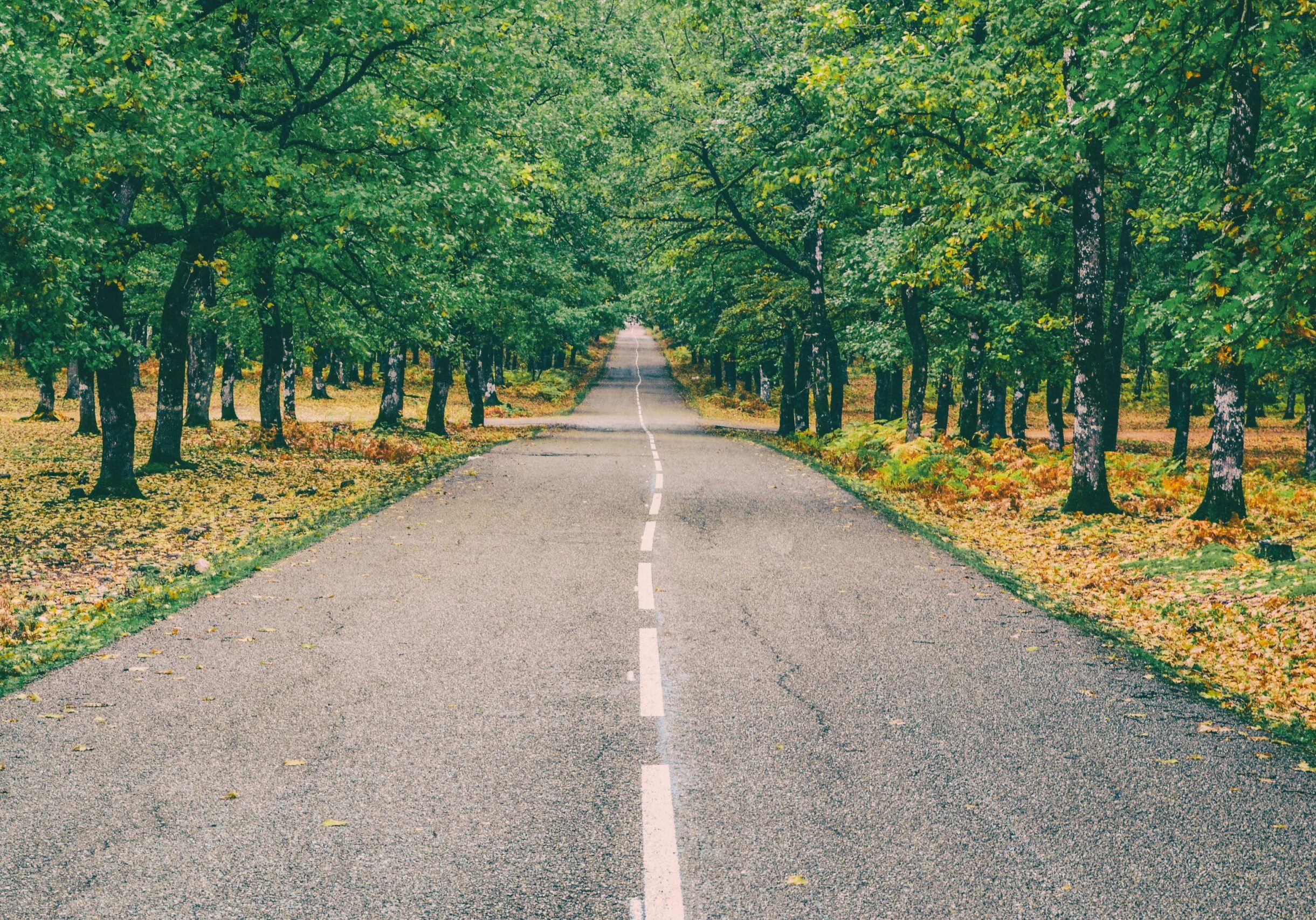 pexels-daniela-elena-tentis-118658-655837